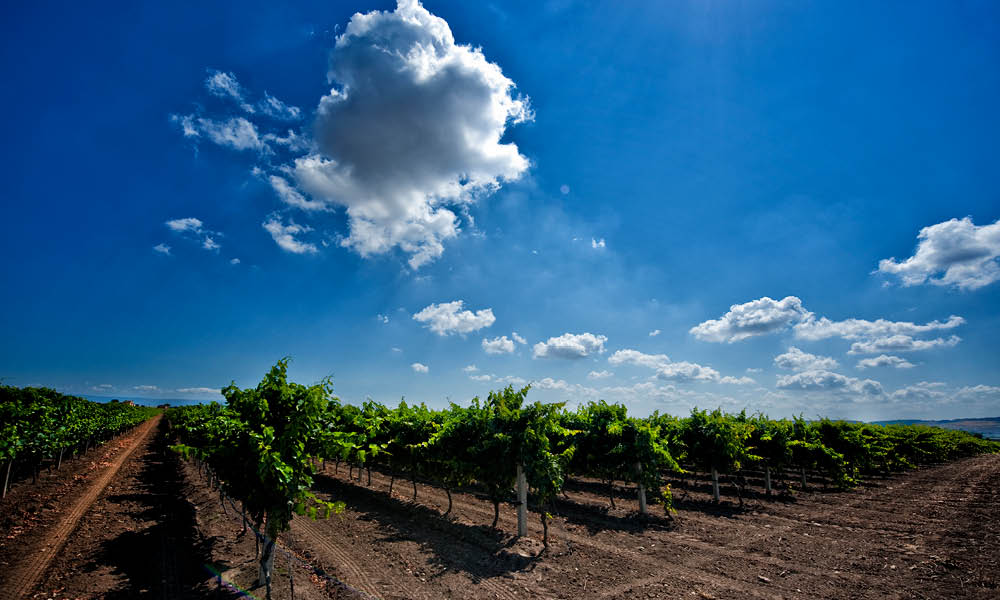 La Marchesa winery vineyards