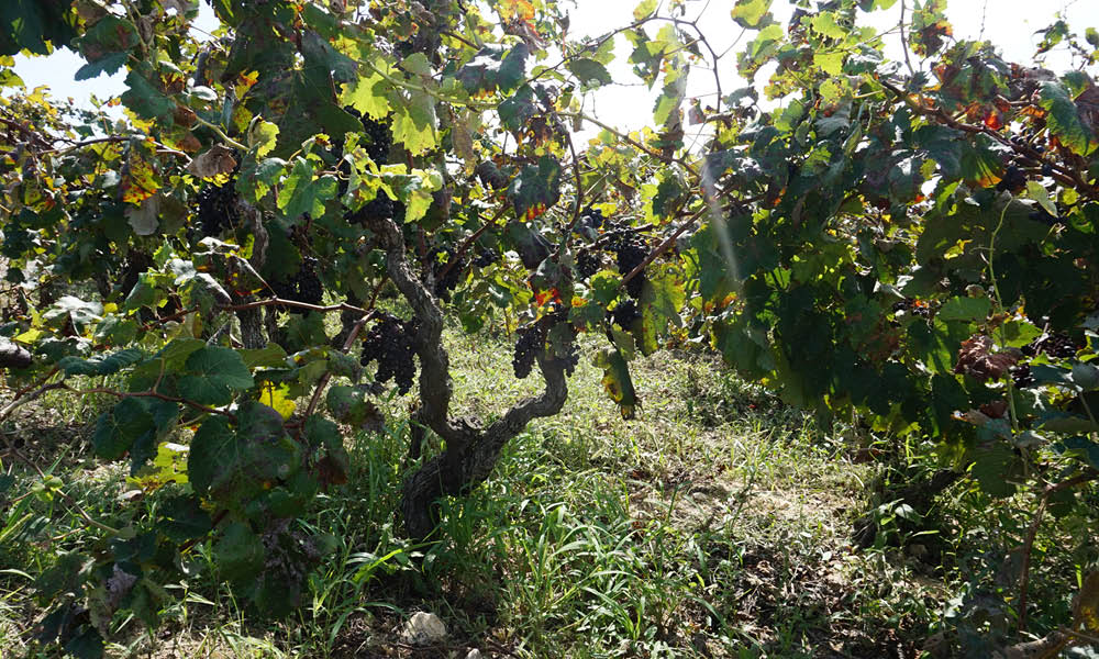 Apollonio 1870 vineyards in Puglia