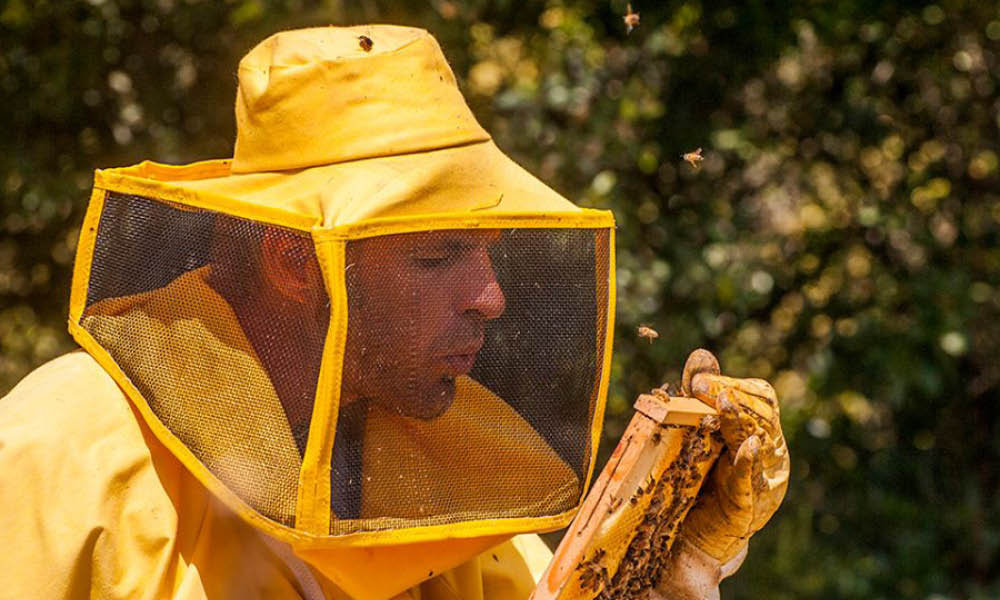 kept rossini beekeeping honey