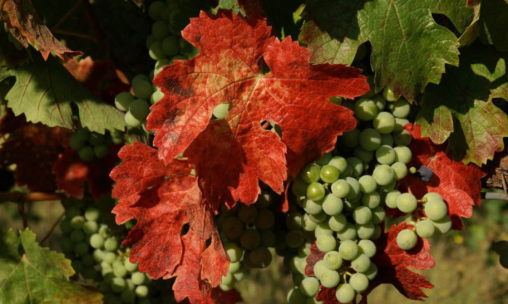Terre Rosse vineyard emilia wines