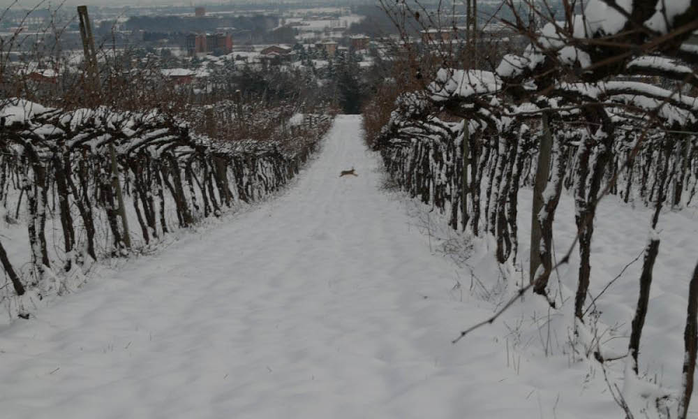 winter nature wines
