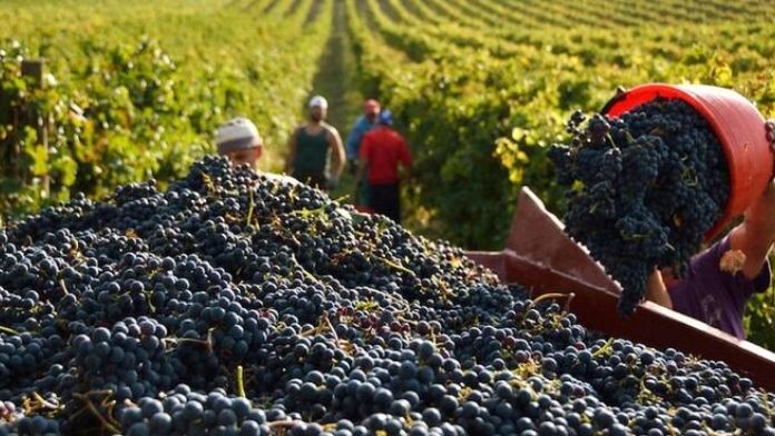 La vendemmia