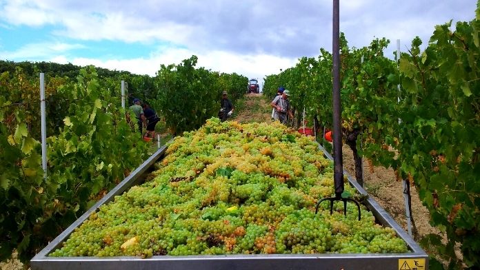 vendemmia vernaccia san gimignano 2020